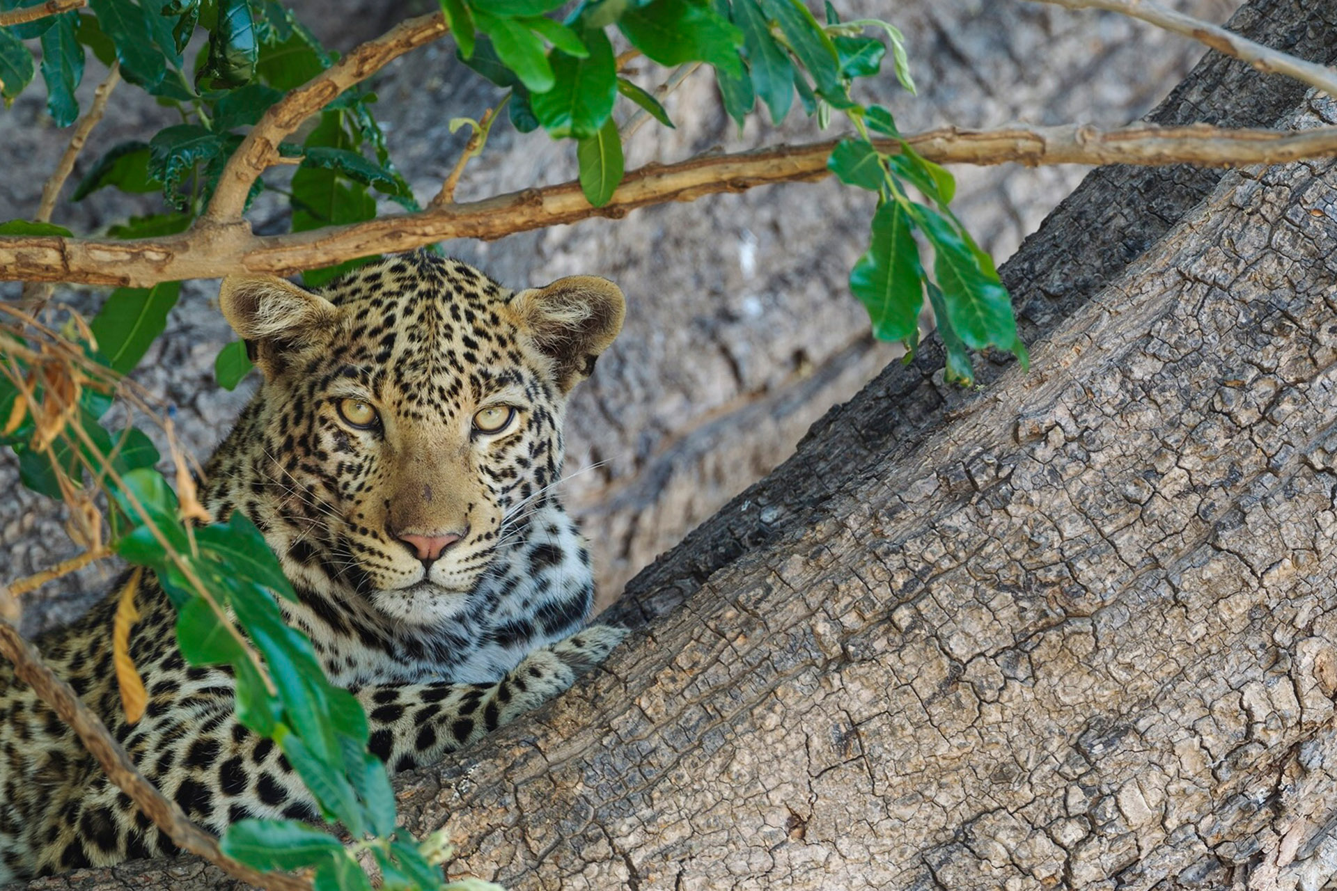 5 Botswana Chobe National Park